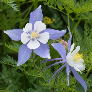 Flower Seeds, Seeds,Seeds For Planting,Plant Seeds