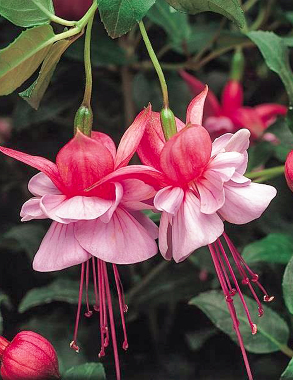 Light Pink Red Double Petals Fuchsia Flower Seeds for Planting – Heirloom Non-GMO High Germination Organic Seeds