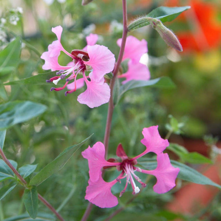 Elegant Clarkia Flower Seeds for Planting – Wildflower Mix Heirloom Non-GMO, High Germination Organic Garden Seeds