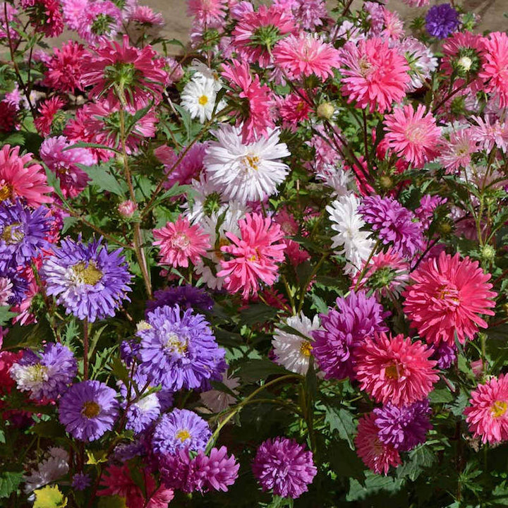 Mixed Chinese Aster Flower Seeds for Planting – Heirloom, Non-GMO, Drought-Tolerant, High Germination