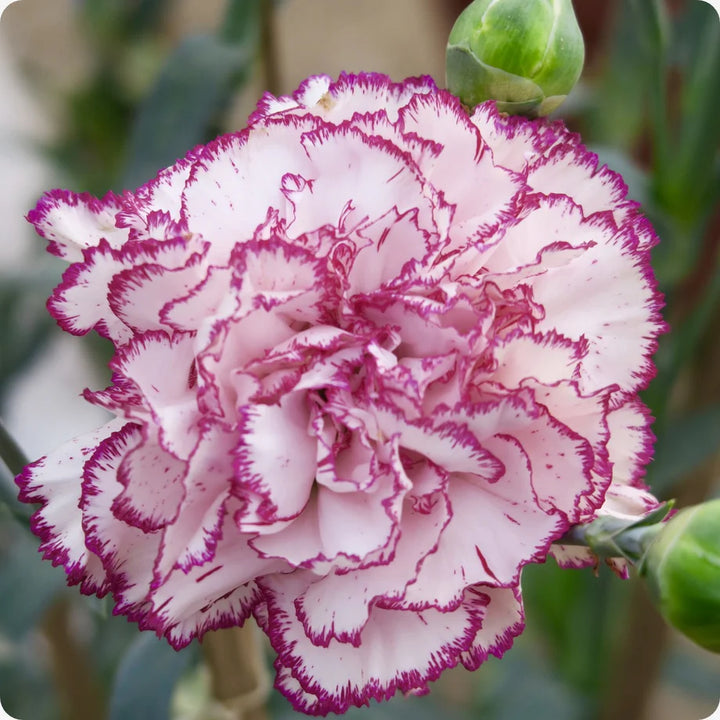 Violet White Carnation Flower Seeds for Planting – Colorful Display, Heirloom, Non-GMO, High Germination Organic Garden Seeds