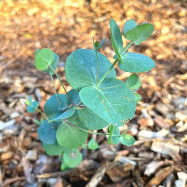 Flower Seeds, Seeds,Seeds For Planting,Plant Seeds