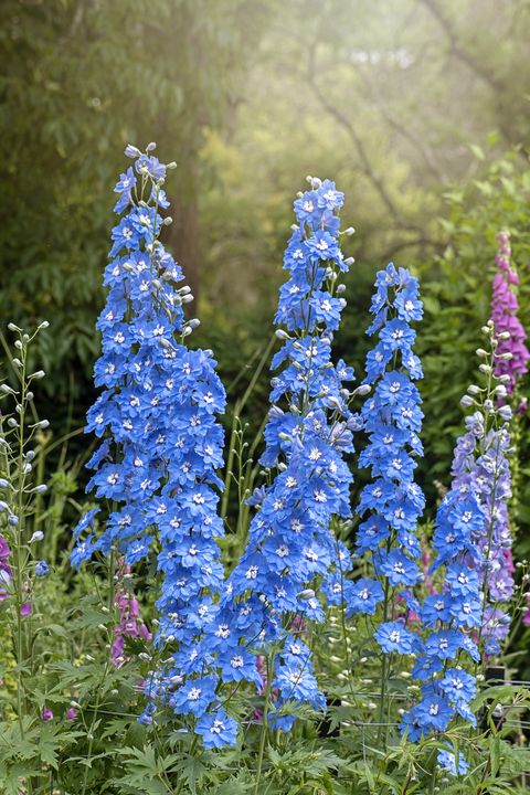 Blue Perennial Flower seeds for Planting – Cut Flower Favorite, Heirloom &amp; GMO Free Seeds for Home Garden