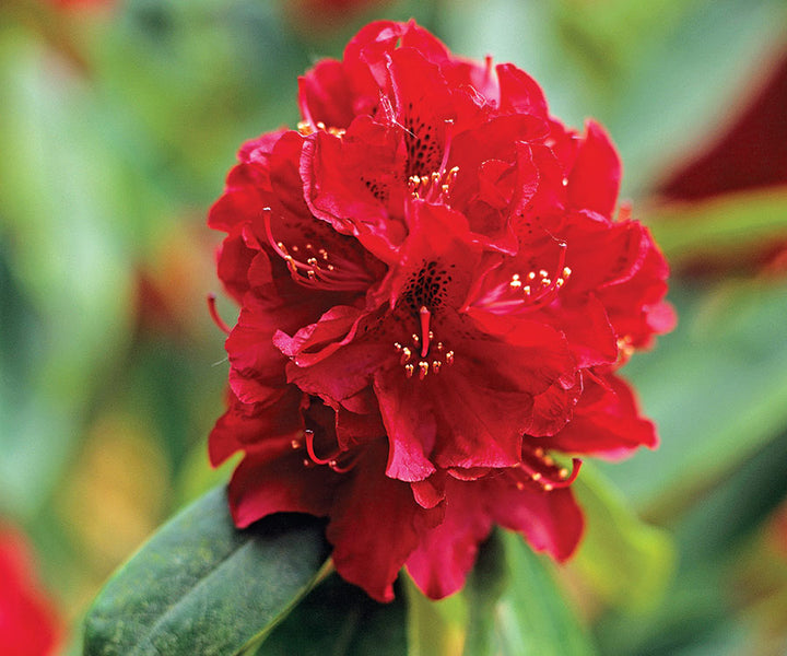 Red Rhododendron Flower Seeds for Planting – Heirloom Non-GMO Seeds for Home Garden, High Germination