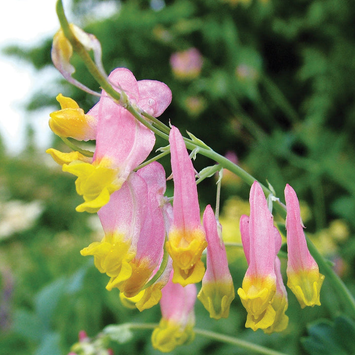 Flower Seeds, Seeds,Seeds For Planting,Plant Seeds