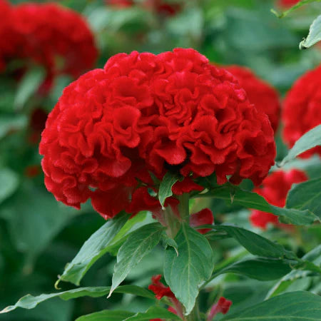 Flower Seeds, Seeds,Seeds For Planting,Plant Seeds