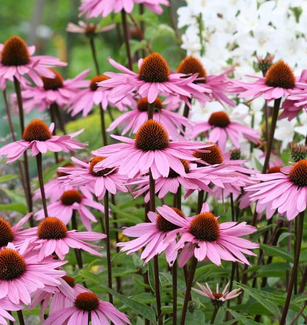 ConeFlower Seeds for Planting – Wildflower Mix, Heirloom & Non-GMO Organic Garden Seeds