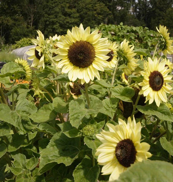 Flower Seeds, Seeds,Seeds For Planting,Plant Seeds