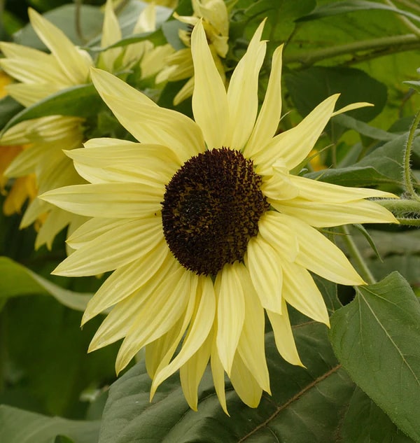 Lemon SunFlower Seeds for Planting – Heirloom, Non-GMO, High Germination Organic Garden Seeds