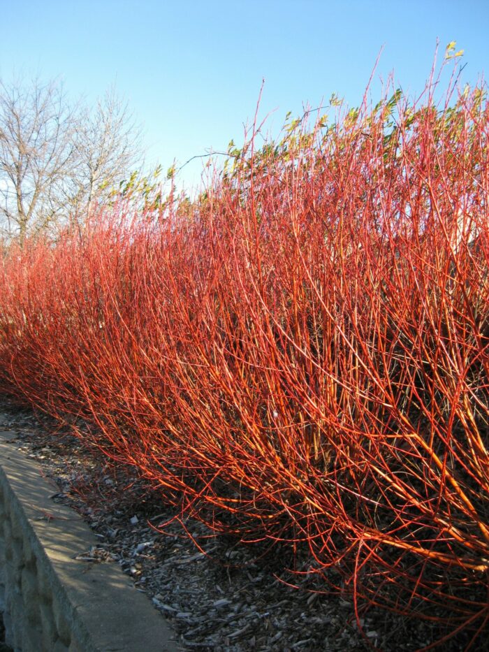 Flame Willow Flower Seeds for Planting – Shade Tolerant Heirloom Non-GMO, High Germination Organic Garden Seeds