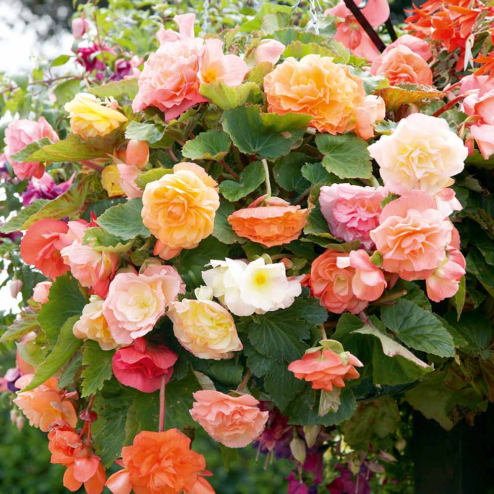 Begonia Semi-Trailing Flower Seeds for Planting – Heirloom, Non-GMO, Easy to Grow, High Germination