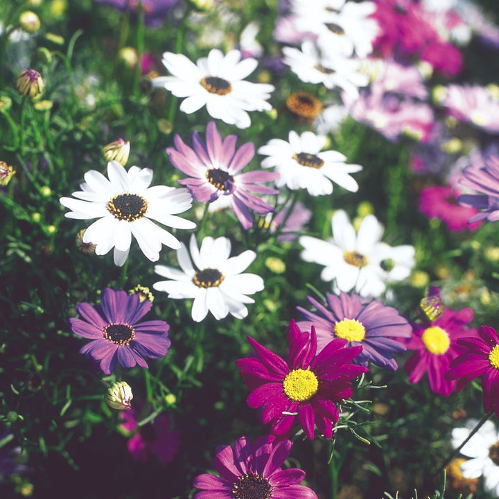 Flower Seeds, Seeds,Seeds For Planting,Plant Seeds
