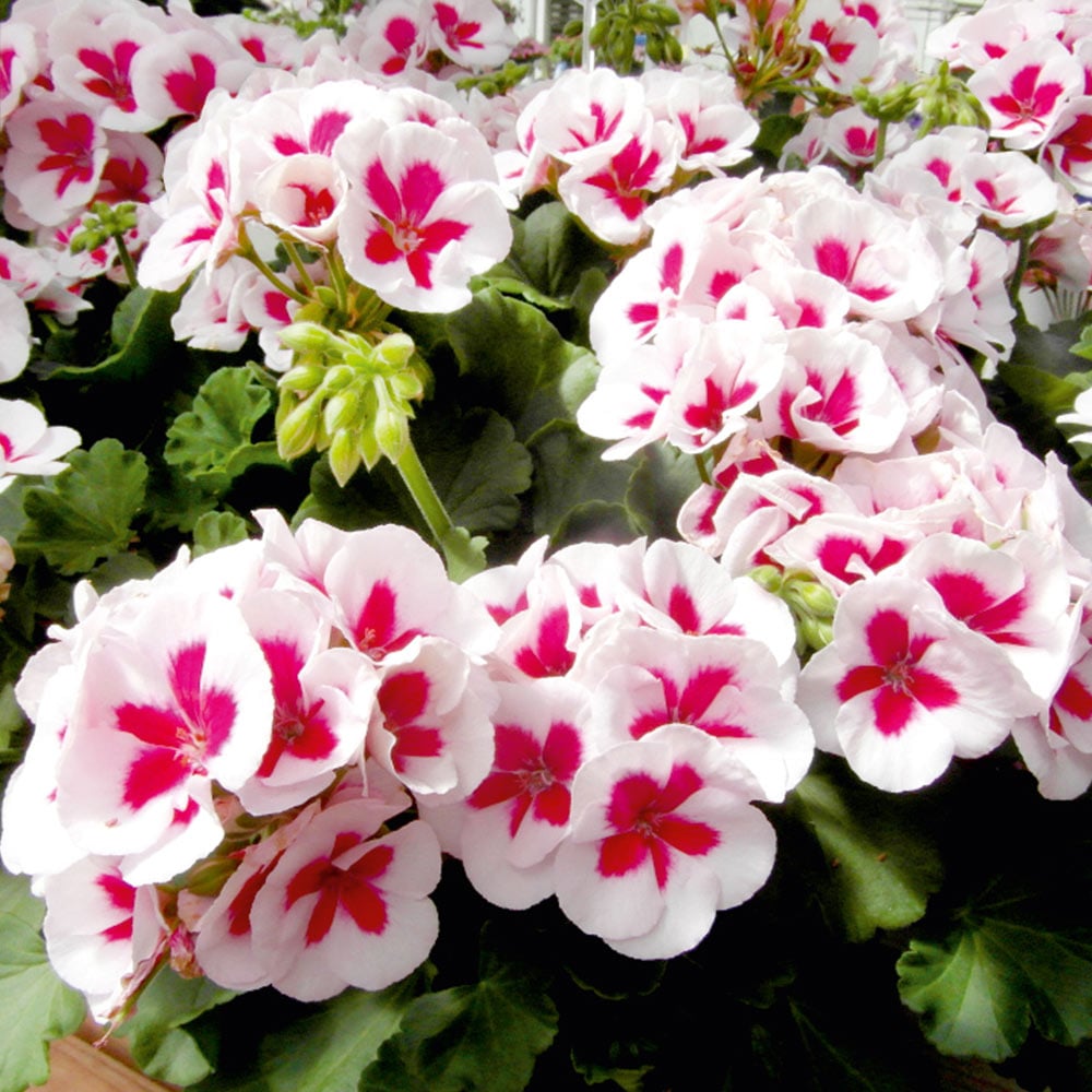 Pink White Univalve Geranium Flower Seeds – Heirloom, Non-GMO, High Germination Seeds for Planting