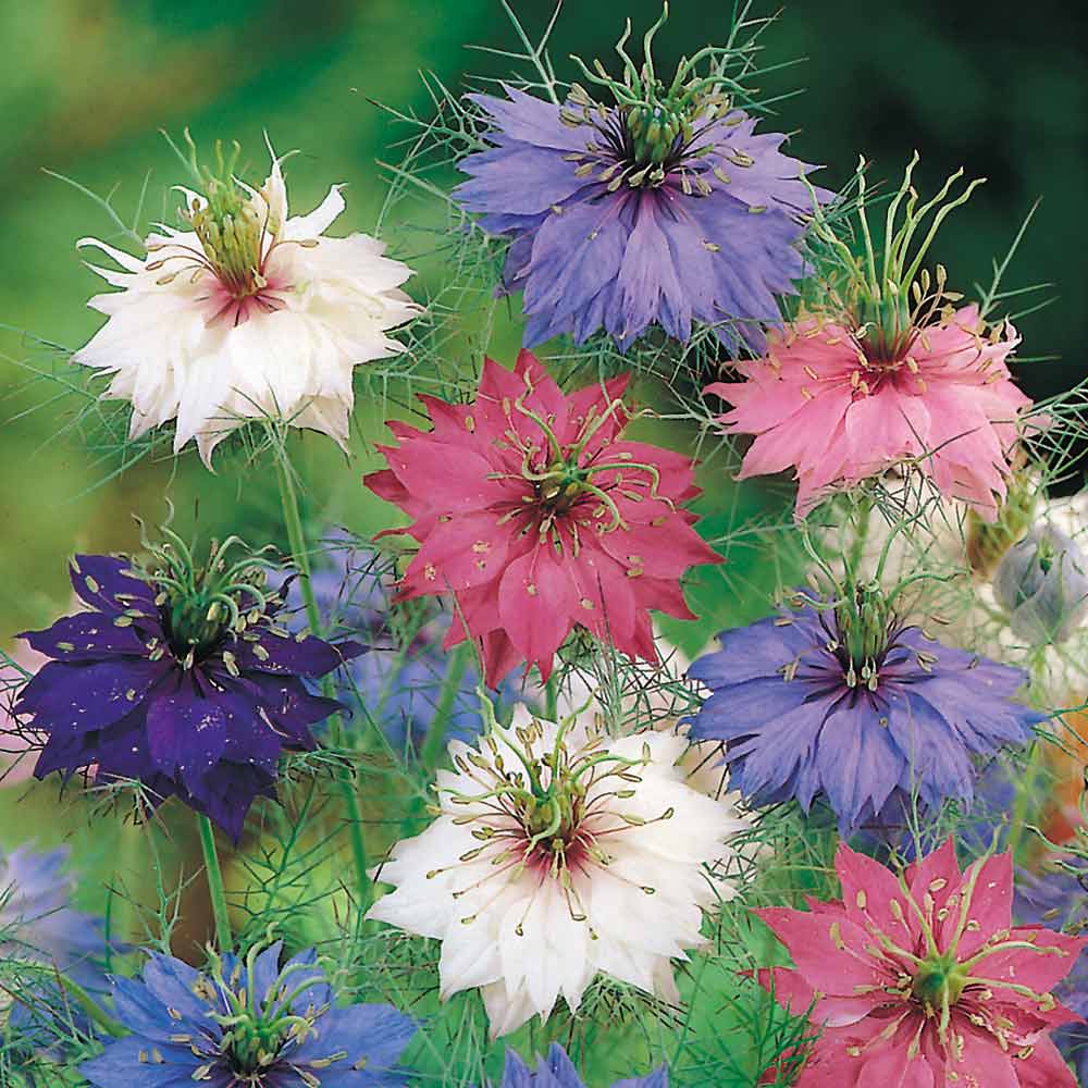 Nigella Damascena Flower Seeds for Planting – Heirloom, Non-GMO, Low Maintenance Organic Garden Seeds