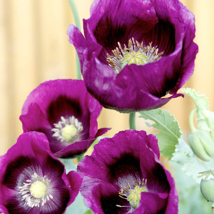Violet Eschscholtzia Flower Seeds for Planting – Heirloom, Non-GMO, Easy to Grow, High Germination