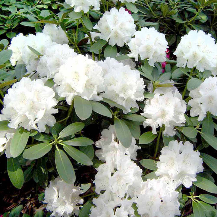 White Rhododendron Flower Seeds for Planting – Heirloom, Non-GMO, High Germination