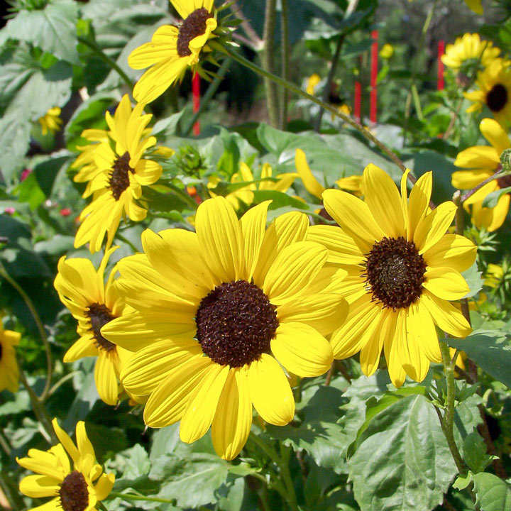 Dark Yellow Mini Sunflower Seeds for Planting – Premium Quality, Heirloom & Non-GMO Seeds for Home Garden