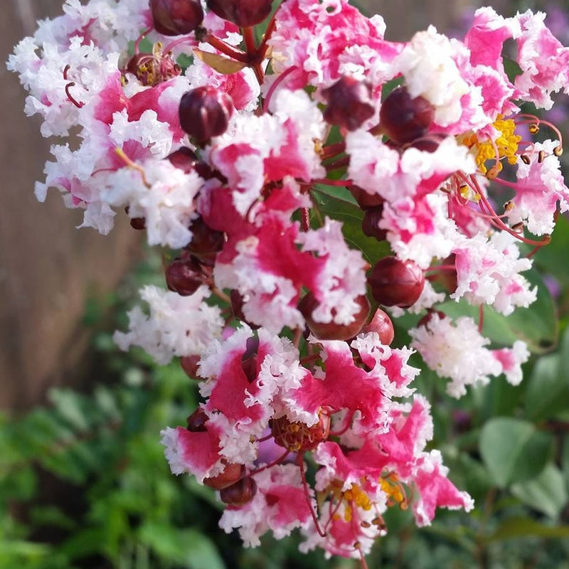 Crape Myrtle Multi Colour Flower Seeds for Planting – Heirloom, Non-GMO, High Germination Organic Garden Seeds