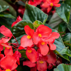 Flower Seeds, Seeds,Seeds For Planting,Plant Seeds