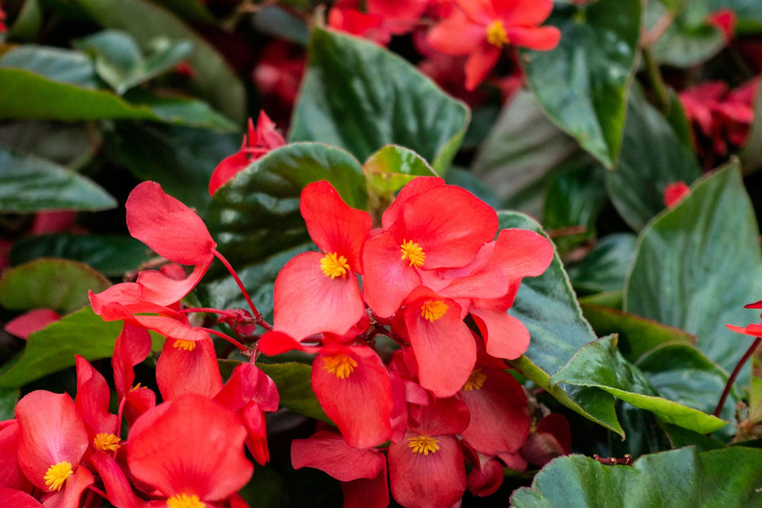 Fibrous Begonia Flower Seeds for Planting – Heirloom, Non-GMO, High Germination Organic Garden Seeds