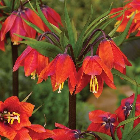 Red Imperial Wang Fritillaria Flower Seeds for Planting – Heirloom, Non-GMO, High Germination