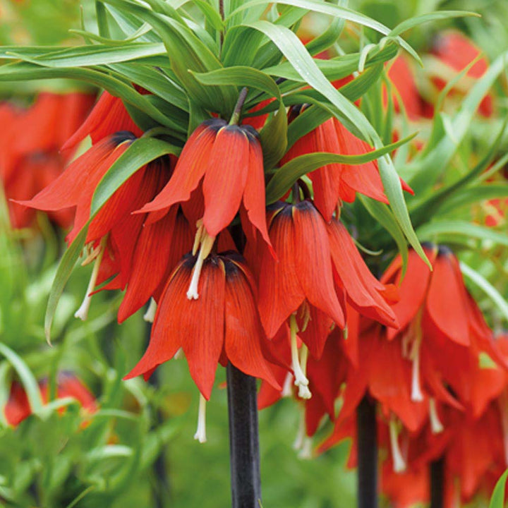 Red Imperial Wang Fritillaria Flower Seeds for Planting – Heirloom, Non-GMO, High Germination
