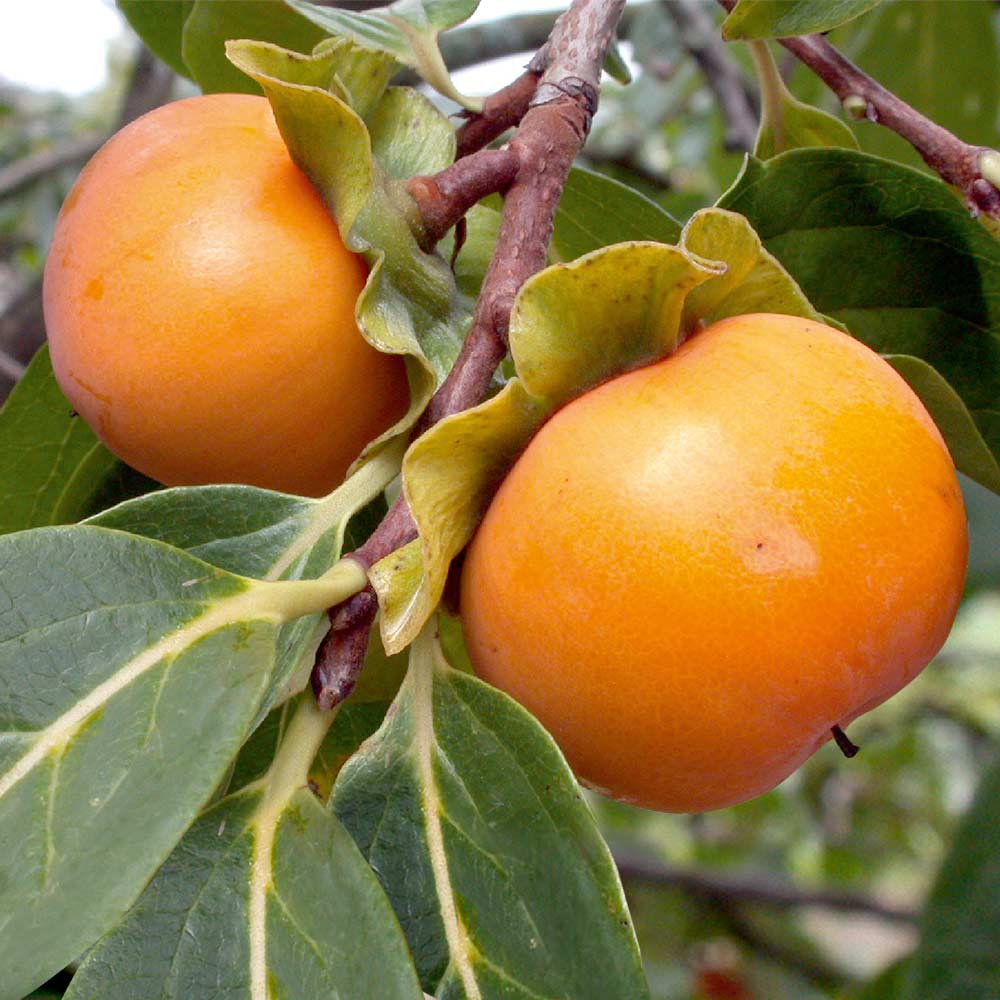 Orange Diospyros Vegetable Seeds for Planting – Heirloom & Non-GMO Garden Seeds