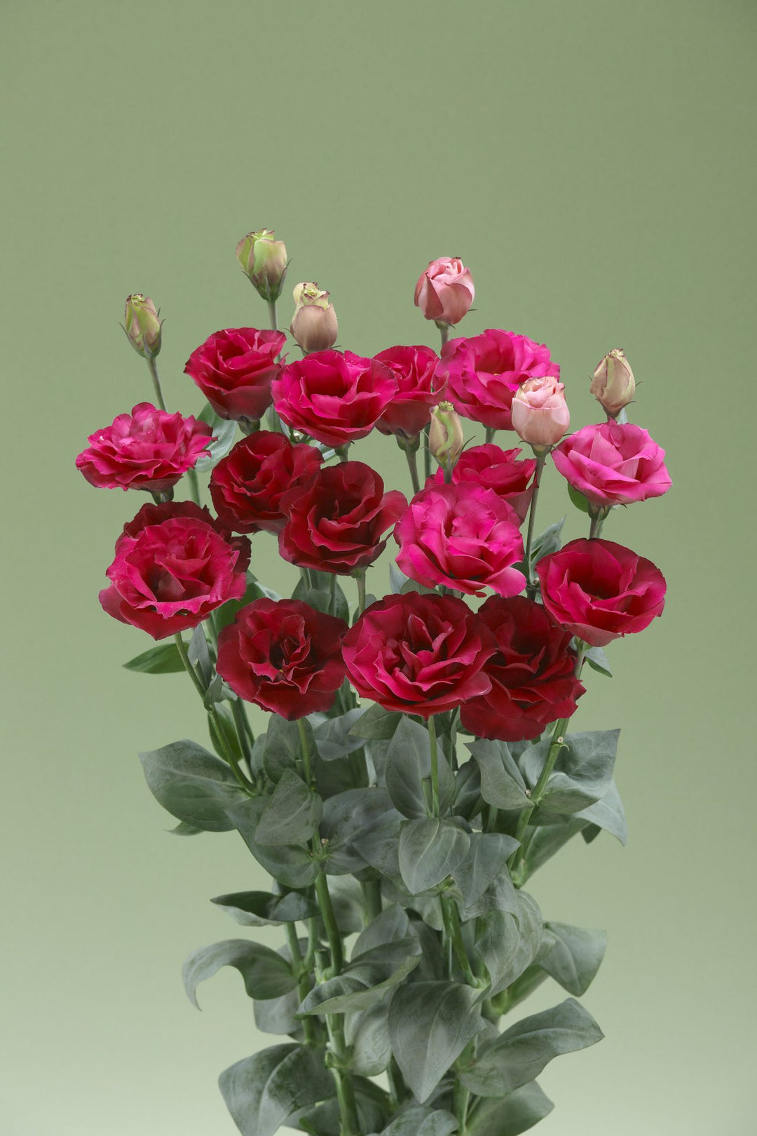 Deep Red Eustoma (Lisianthus) Flower Seeds for Planting – Heirloom, Non-GMO, Perfect for Borders