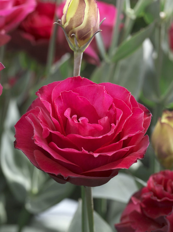 Deep Red Eustoma (Lisianthus) Flower Seeds for Planting – Heirloom, Non-GMO, Perfect for Borders