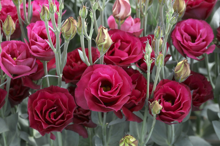 Deep Red Eustoma (Lisianthus) Flower Seeds for Planting – Heirloom, Non-GMO, Perfect for Borders
