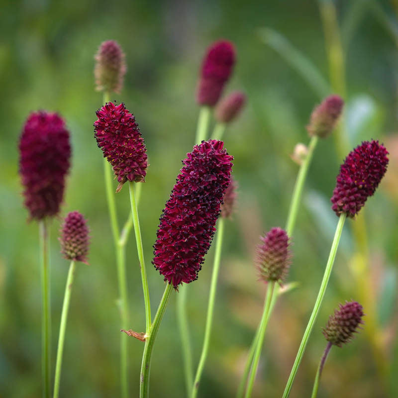 Red Sanguisorba Officinalis Herb Seeds for Planting – Heirloom, Non-GMO, Organic Garden Seeds with High Germination