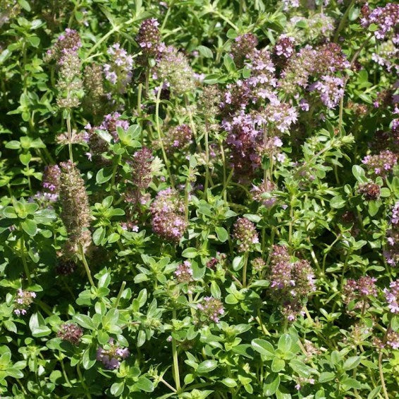 Green Thymus Serpyllum Flower Seeds for Planting | Heirloom Non-GMO High Germination Organic Garden Seeds