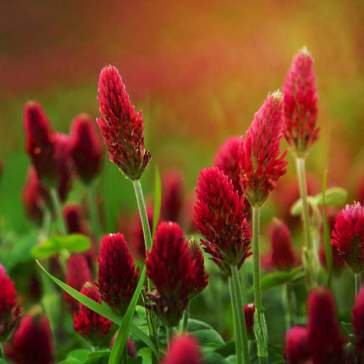 Red Clover Flower Seeds for Planting – Heirloom, Non-GMO, High Germination Organic Garden Seeds