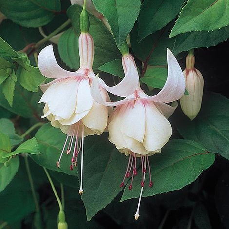 White Double Petals Fuchsia Flower Seeds for Planting – Heirloom, Non-GMO, High Germination Organic Garden Seeds