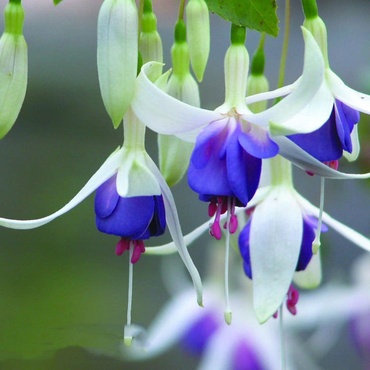 Blue Fuchsia Flower Seeds for Planting – Heirloom Non-GMO High Germination Organic Garden Seeds