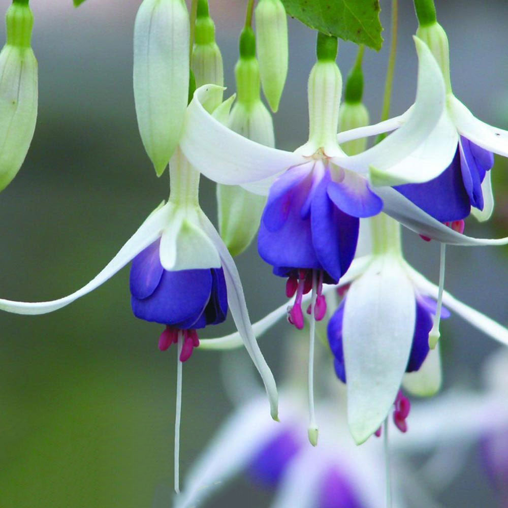 Dark Blue Fuchsia Flower Seeds for Planting – Heirloom, Non-GMO, High Germination Organic Garden Seeds