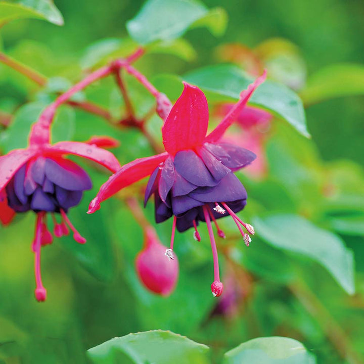 Purple Pink Fuchsia Flower Seeds for Planting – Heirloom, Non-GMO, High Germination Seeds