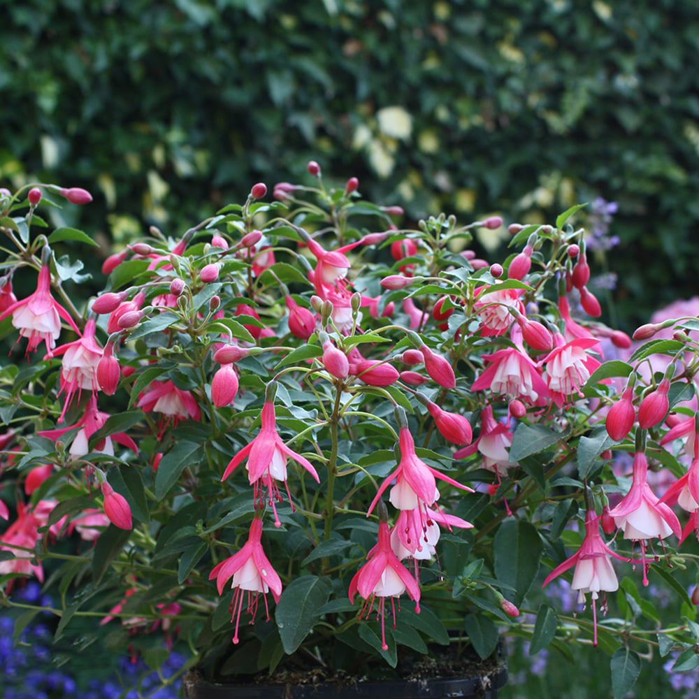 White Pink Fuchsia Flower Seeds for Planting – Bright Blooms, Heirloom & GMO Free Seeds for Home Gardens | Organic Garden Seeds
