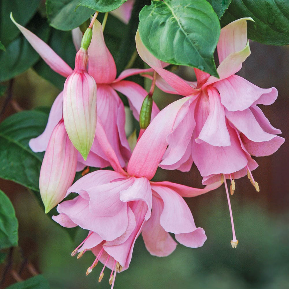 Soft Pink Fuchsia Flower Seeds for Planting – Heirloom, Non-GMO, High Germination Organic Garden Seeds