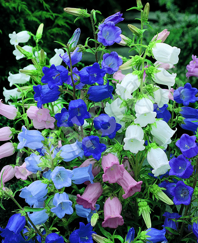Mixed Canterbury Bells Flower seeds for Planting – Wildflower Mix, Heirloom, Non-GMO Seeds for Home Garden