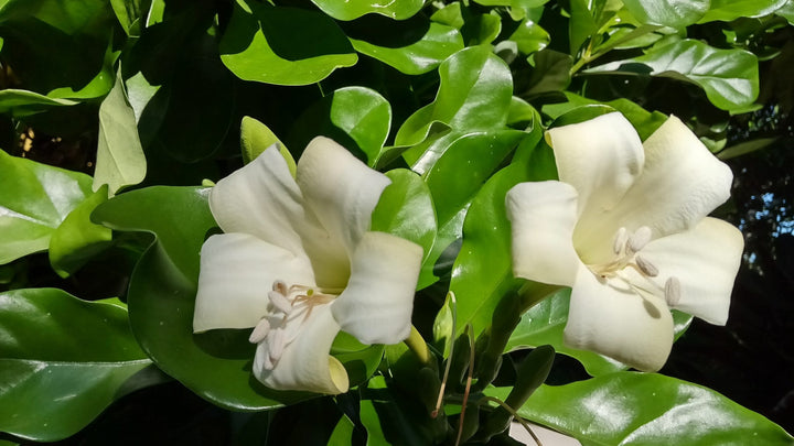 Pua Kenikeni Perfume Flower Seeds – Heirloom Non-GMO Fragrant Blooms for Garden Planting