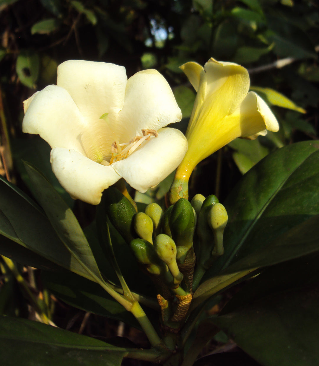 Fagraea Flower Seeds for Planting – Heirloom, Non-GMO, High Germination Organic Garden Seeds