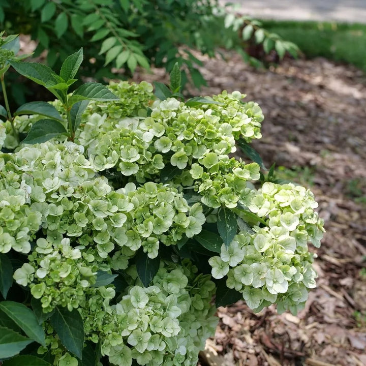 Green Cascade Flower Seeds for Planting – Heirloom, Non-GMO, High Germination Organic Garden Seeds