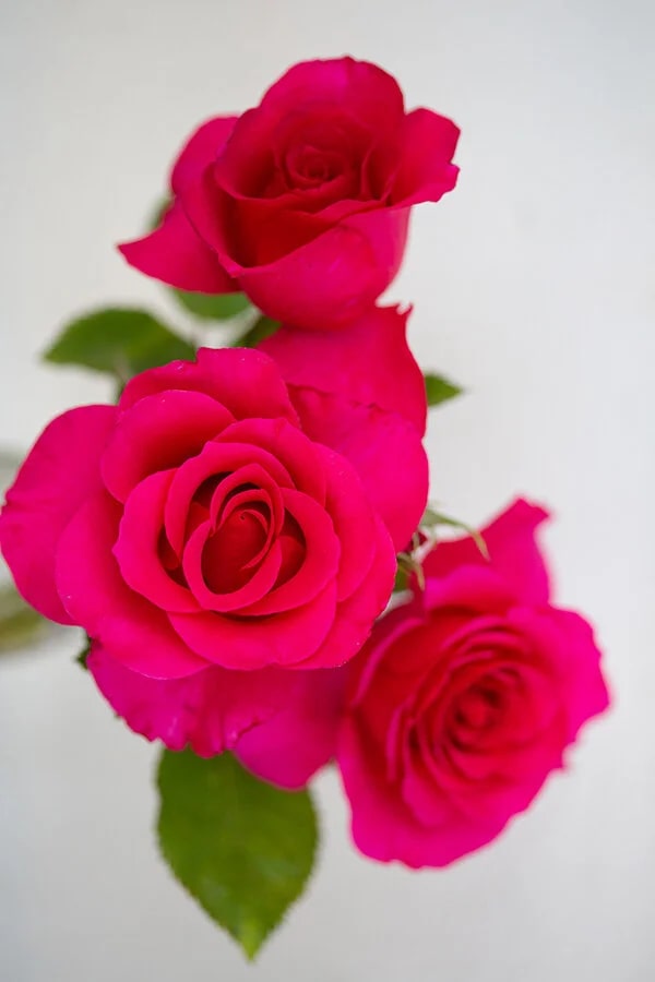 Dark Pink Rose Flower Seeds for Planting – Wildflower Mix, Heirloom, Non-GMO, High Germination Organic Garden Seeds