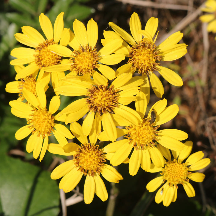 Farfugium Japonicum Flower Seeds for Planting – Heirloom Non-GMO, High Germination Organic Garden Seeds