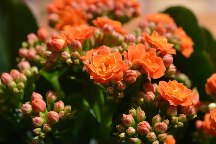 Kalanchoe Flower seeds for Planting - Fragrant Blossoms, Heirloom &amp; GMO Free Seeds for Home Garden | High Germination