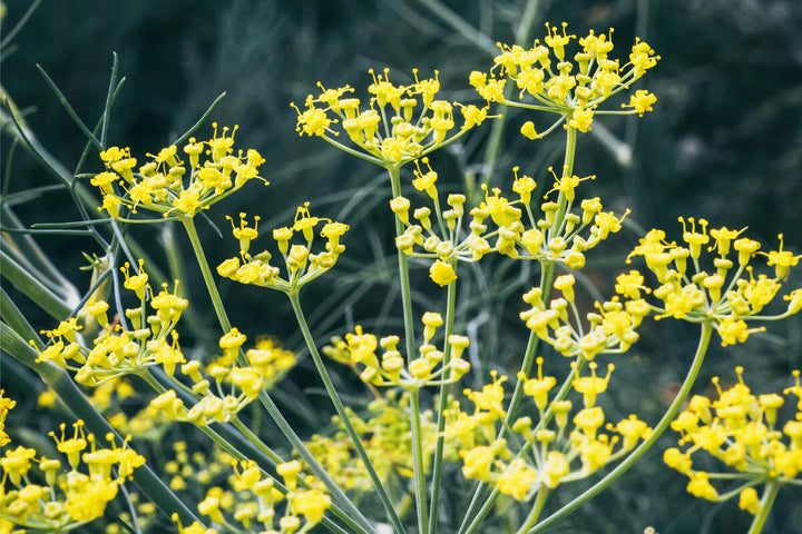 Fennel Flower Seeds for Planting – Heirloom Non-GMO, High Germination Organic Garden Seeds, Pollinator Friendly