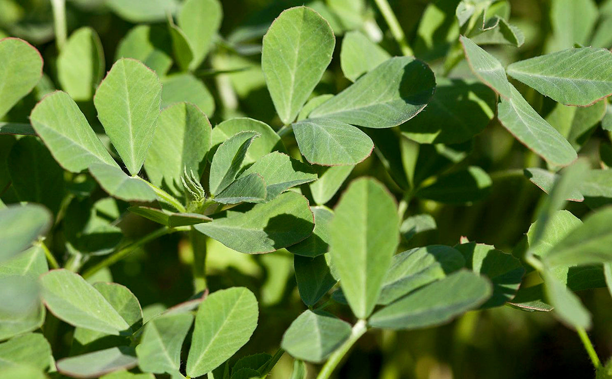 Green Methi Fenugreek Herb Seeds – Heirloom, Non-GMO Seeds for Garden Planting, Beginner Approved