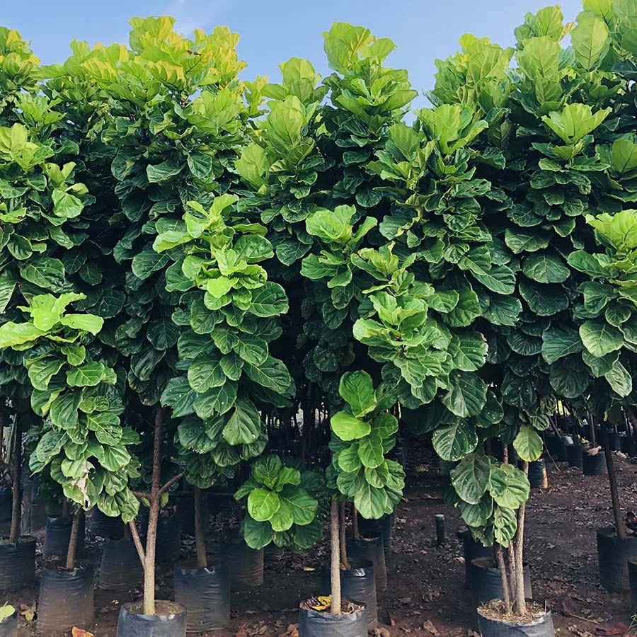 Green Ficus Lyrata Tree Seeds for Planting – Heirloom, Non-GMO, High Germination Organic Garden Seeds