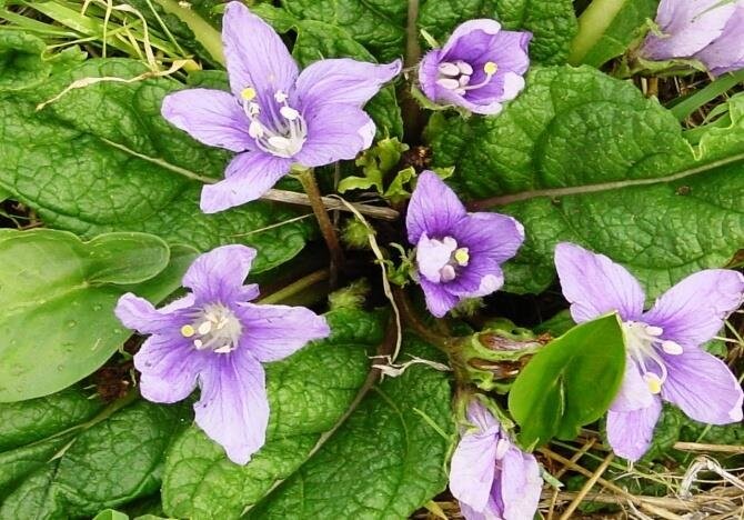 Mandragora Flower Seeds for Planting – Heirloom Non-GMO, High Germination Organic Garden Seeds